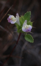 Acanthomintha duttonii