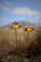 Calochortus obispoensis