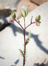 Emmenanthe penduliflora var. rosea