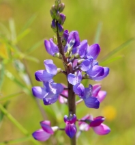 Lupinus truncatus