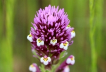 Castilleja densiflora