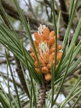 Pinus muricata