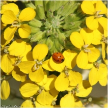 Erysimum capitatum
