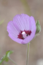 Sidalcea keckii