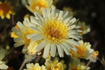 Malacothrix californica