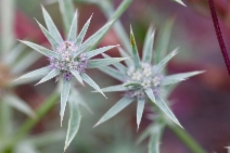 Eryngium aristulatum