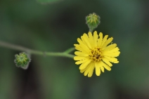 Anisocarpus madioides