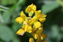Thermopsis californica