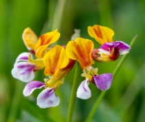 Hosackia gracilis