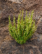 Penstemon deustus