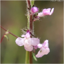 Antirrhinum coulterianum