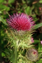 Cirsium andrewsii