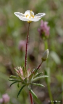 Leptosiphon parviflorus