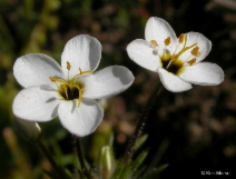 Leptosiphon parviflorus