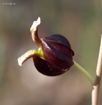 Streptanthus glandulosus ssp. glandulosus