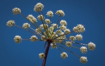 Angelica californica