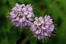 Hydrophyllum occidentale