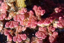 Azolla microphylla