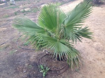 Washingtonia robusta
