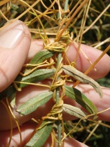 Cuscuta subinclusa