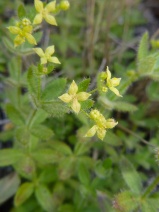 Galium californicum ssp. californicum