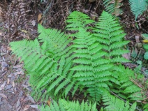 Dryopteris arguta