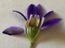 Brodiaea stellaris