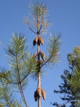 Pinus attenuata