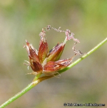 Juncus dubius