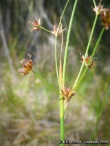 Juncus dubius