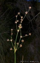 Juncus dubius