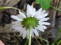 Bellis perennis