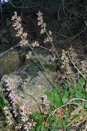Heuchera parishii