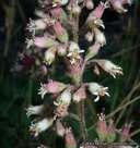 Heuchera parishii