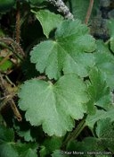 Heuchera parishii