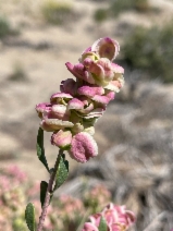 Grayia spinosa