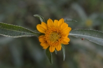 Helianthella californica var. nevadensis