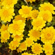 Lasthenia californica ssp. macrantha