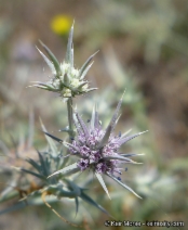 Eryngium aristulatum