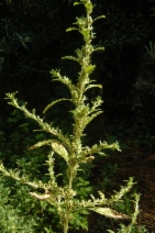Amaranthus hybridus