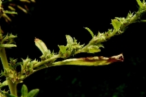 Amaranthus hybridus
