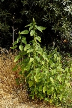 Amaranthus hybridus