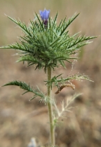 Navarretia pubescens