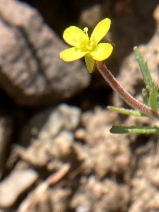 Camissonia contorta