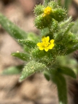 Madia exigua