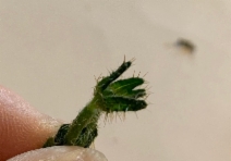Amsinckia spectabilis var. spectabilis