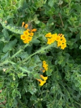 Amsinckia spectabilis