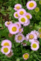 Erigeron glaucus