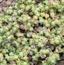 Psilocarphus chilensis