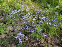 Downingia concolor var. concolor